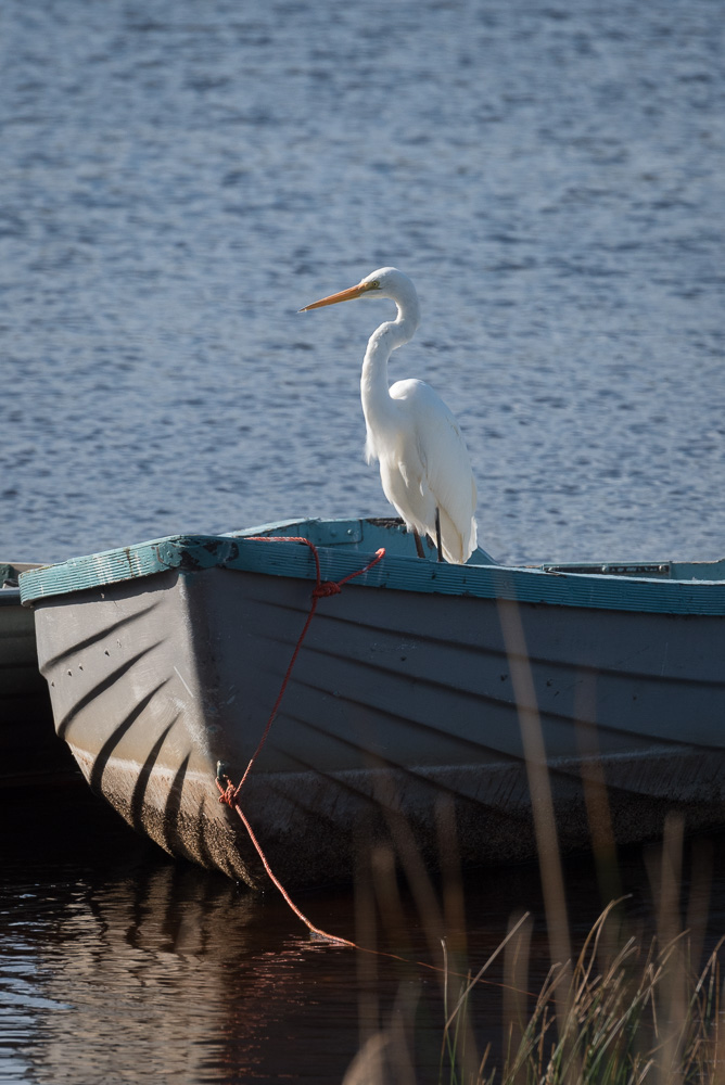 egret sitting on a boat on a lakeside